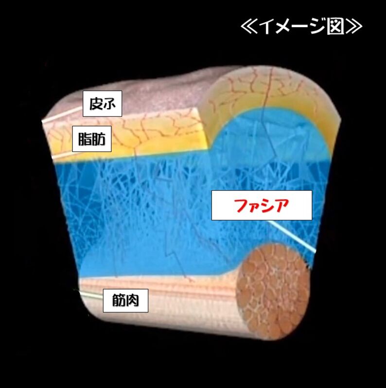 ファッシア